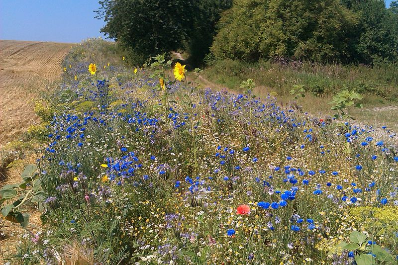 not found: 3_Blumen am Feldrand.jpg